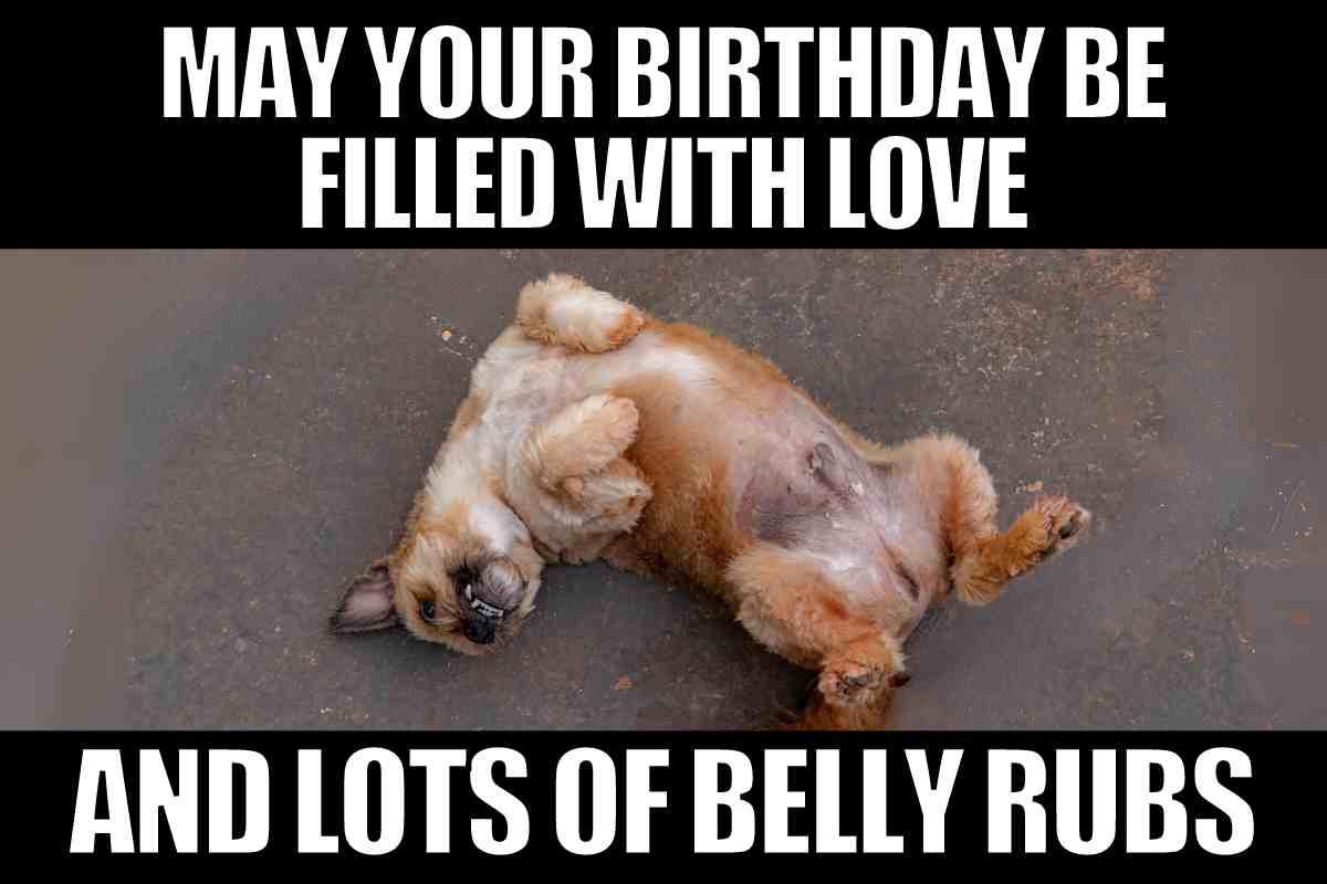 birthday dog meme belly rubs A meme of a cute dog lying on its back with text saying 'May your birthday be filled with love and lots of belly rubs', humorously wishing someone a happy birthday with canine charm.