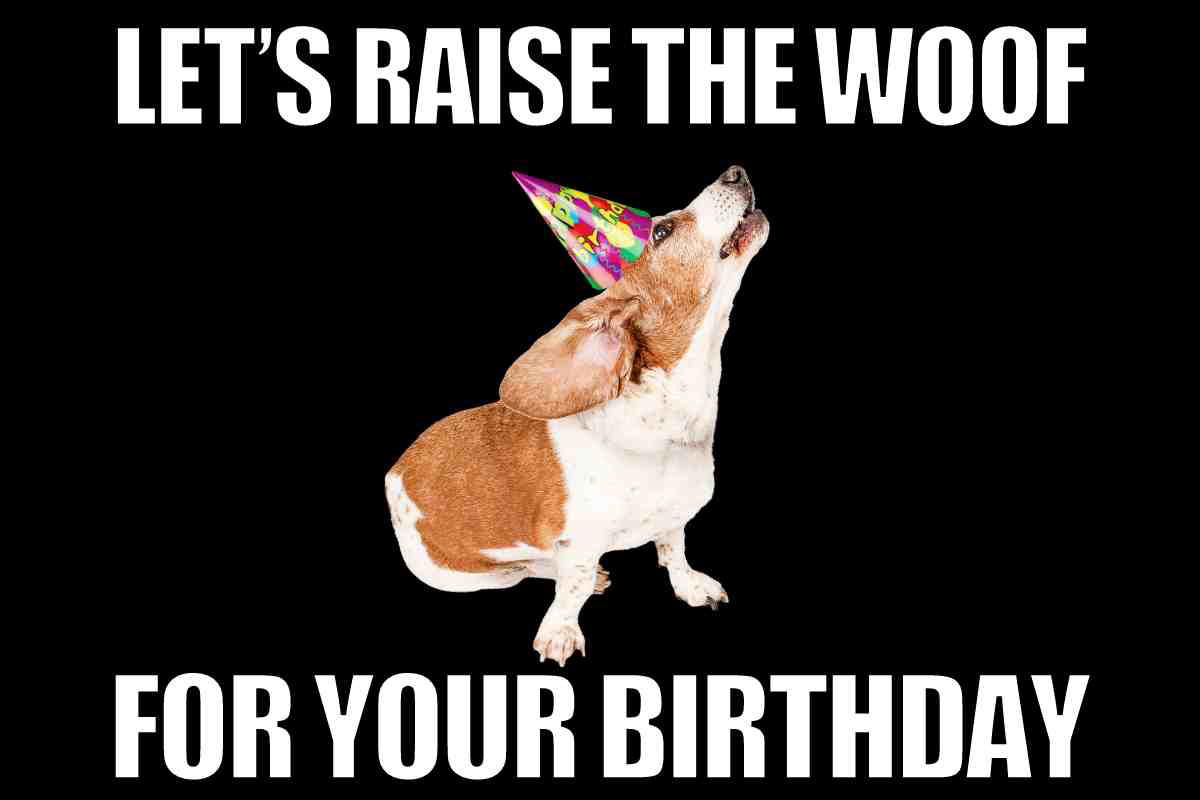 cute dog birthday meme A dog wearing a colorful party hat howling happily, with text saying 'Let's raise the woof for your birthday' on a dog birthday meme.