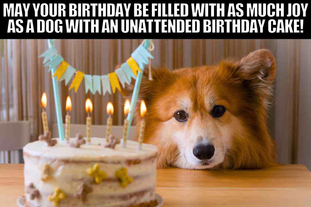 dog cake stare meme dog cake stare meme may your birthday be filled with as much joy as a dog with an unintended birthday cake