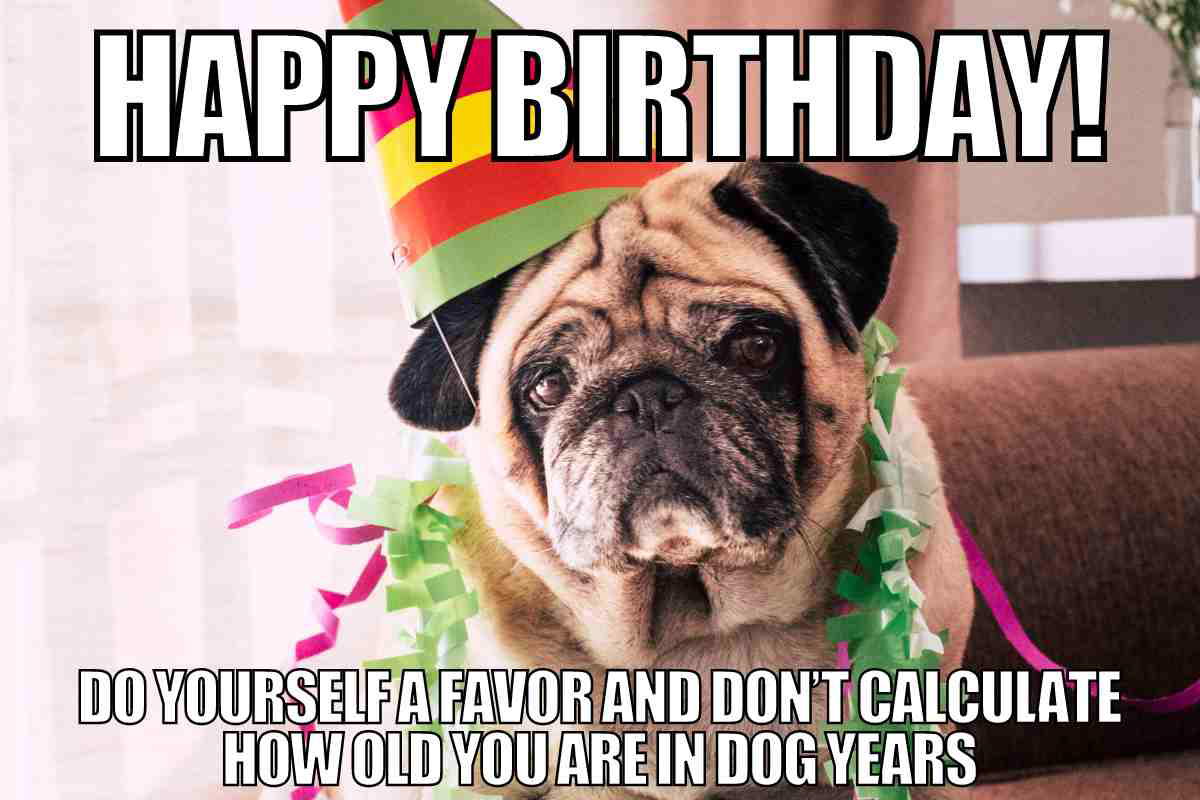 funny dog birthday meme Meme of a pug wearing a colorful party hat with a serious expression, surrounded by streamers, captioned 'HAPPY BIRTHDAY! Do yourself a favor and don’t calculate how old you are in dog years.' Perfect meme for birthday laughs.