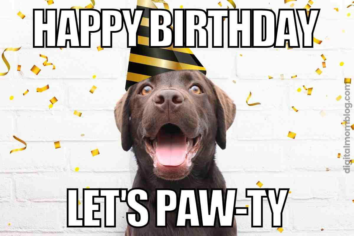 happy birthday dog meme Meme of a happy dog wearing a party hat with text: 'Happy Birthday, Let's Pawty', surrounded by confetti, conveying birthday celebration humor.
