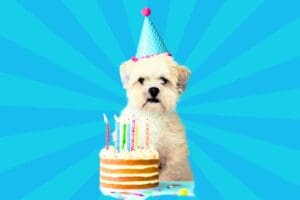 Fluffy dog wearing a party hat looks unimpressed next to a birthday cake with candles, captioned 'I don't always have birthdays, but when I do, I wear this hat.' Meme humor.