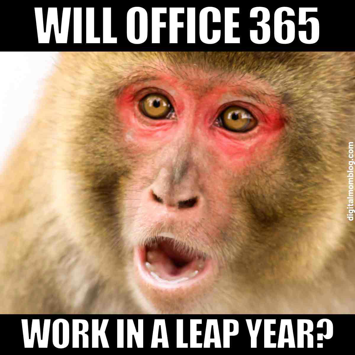 leap year meme leap year meme: will office 365 work in a leap year?