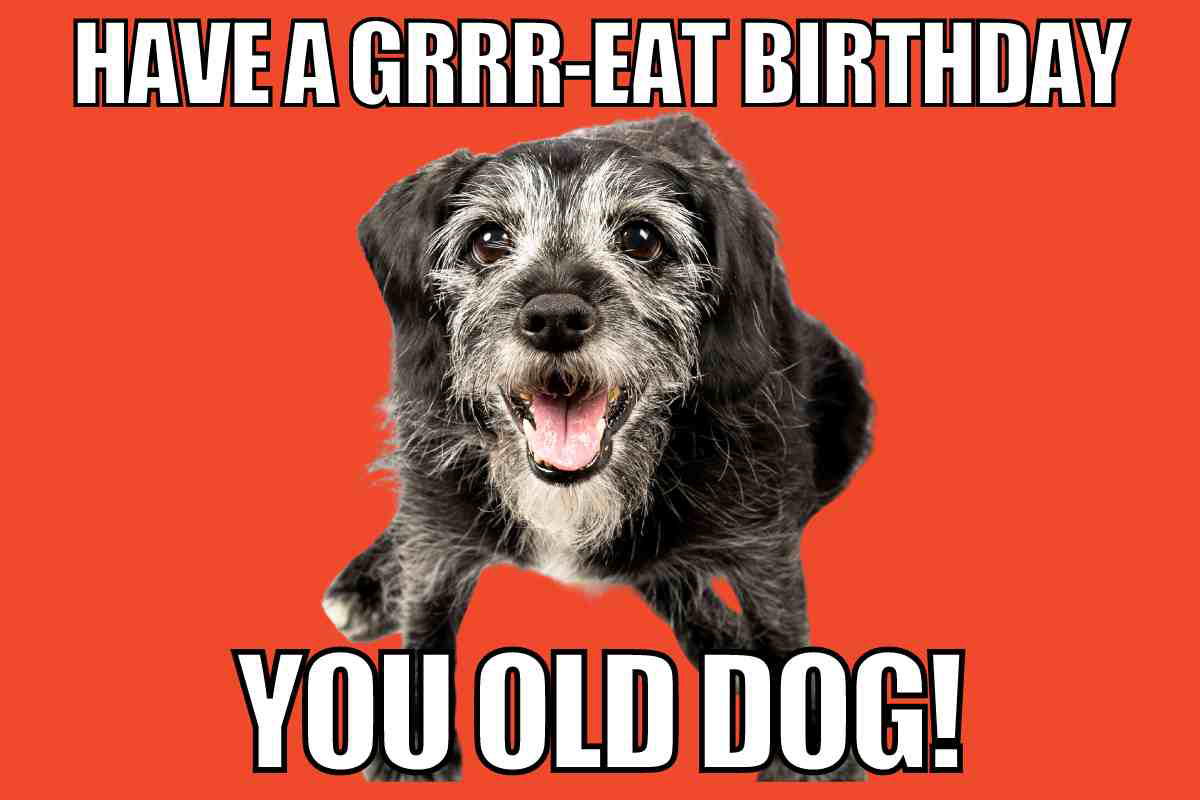 old dog birthday meme Meme featuring a happy gray dog with the text 'Have a grrreat birthday, you old dog!' on an orange background, bringing canine birthday cheer and humor to your day.