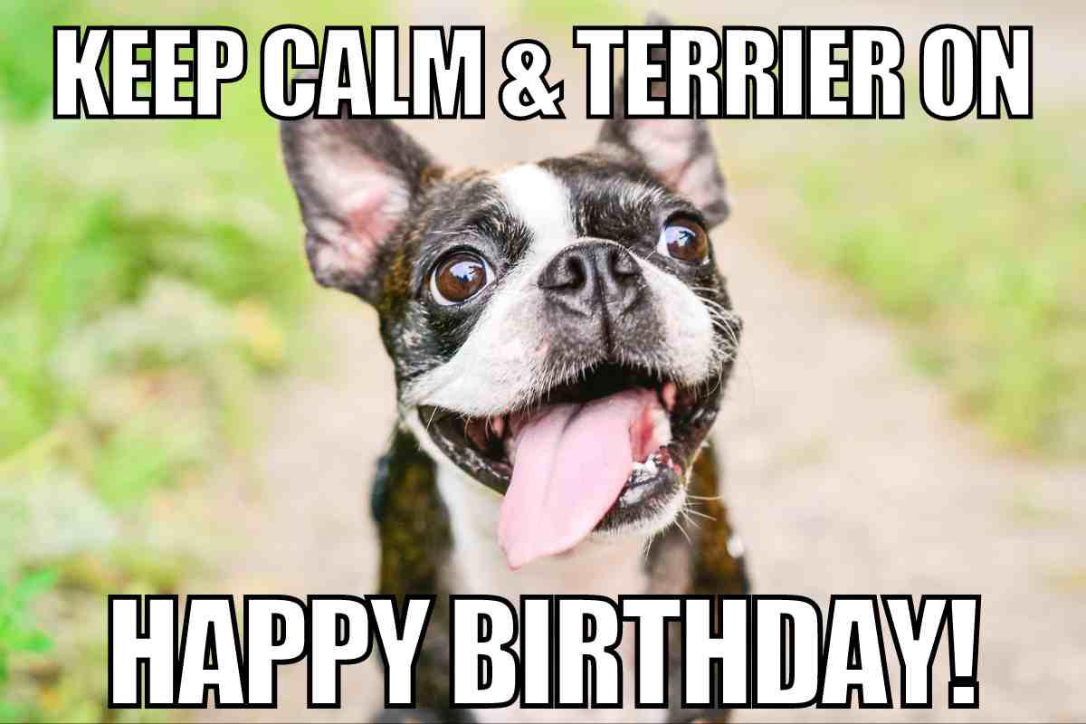 terrier dog birthday meme Funny dog meme with a happy terrier and the text 'Keep Calm & Terrier On, Happy Birthday!' for a lighthearted birthday laugh.