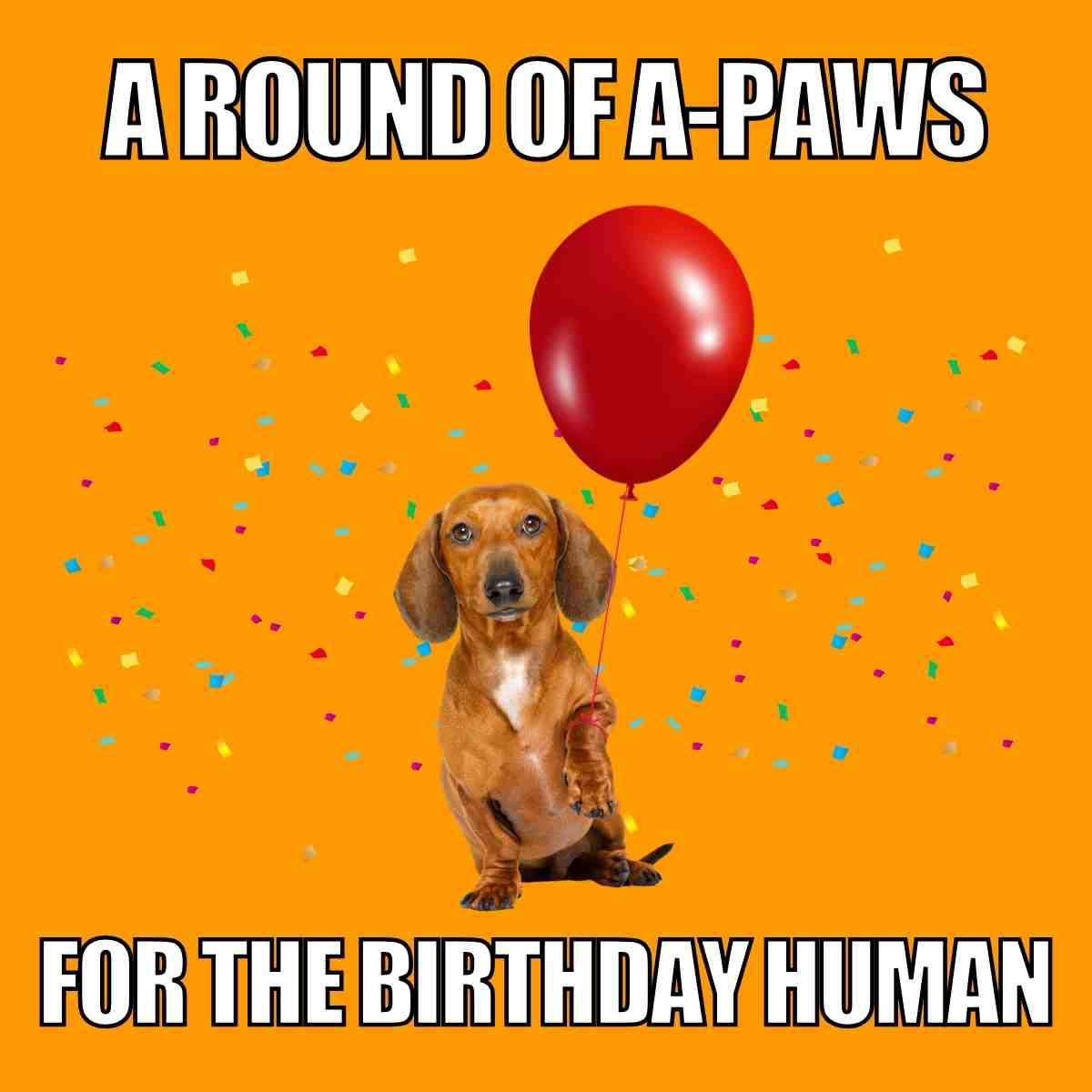weiner dog birthday meme Meme of a cute Dachshund dog holding a red balloon with confetti in the background, captioned 'A round of apaws for the birthday human.'