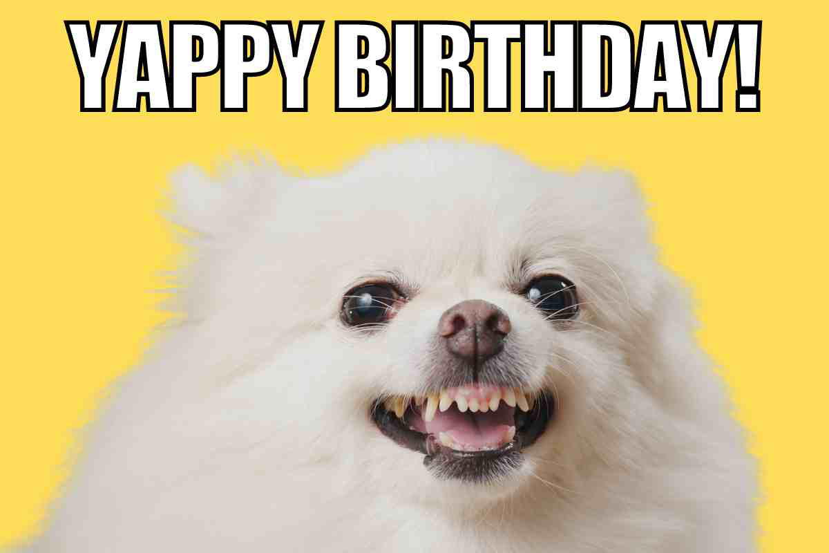 yappy birthday dog meme A fluffy white dog smiling cheekily, with text "Yappy Birthday!", making a funny dog birthday meme.