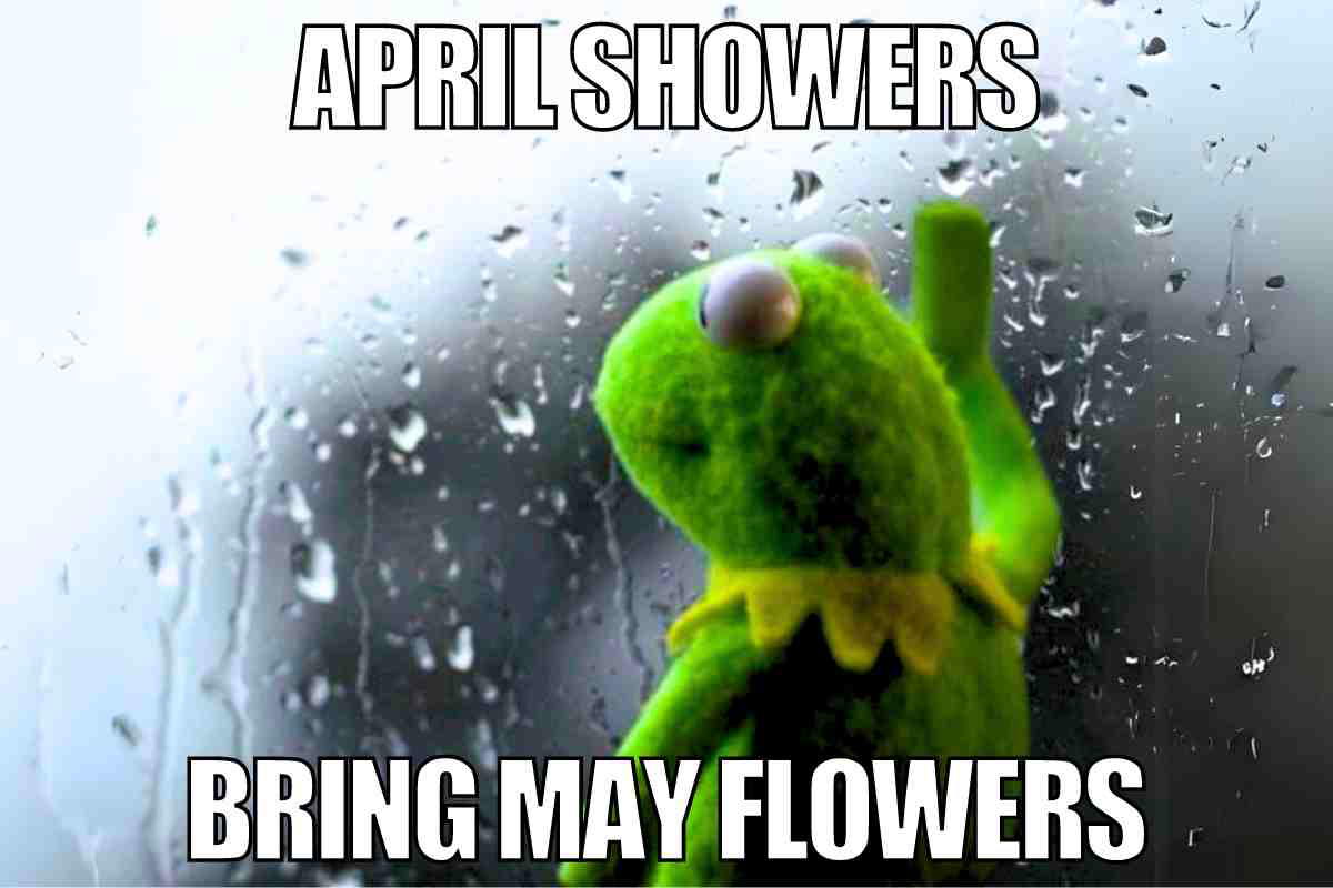 april showers bring may flowers funny meme A meme showing a green Muppet looking pensively out a rainy window with the text 'April Showers Bring May Flowers,' contemplating the brighter future of spring blooms.