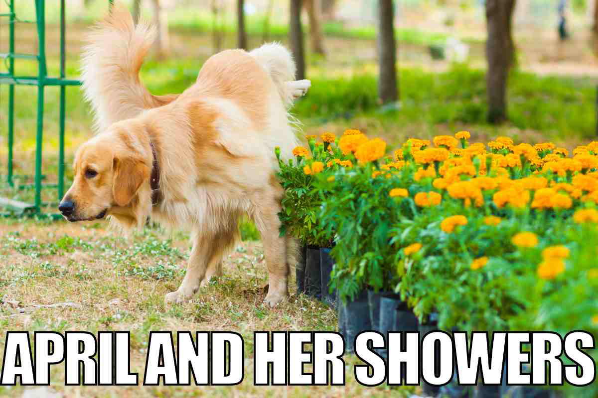 april showers dog meme Golden retriever adding a personal touch to April showers by watering marigolds in a humorous meme.