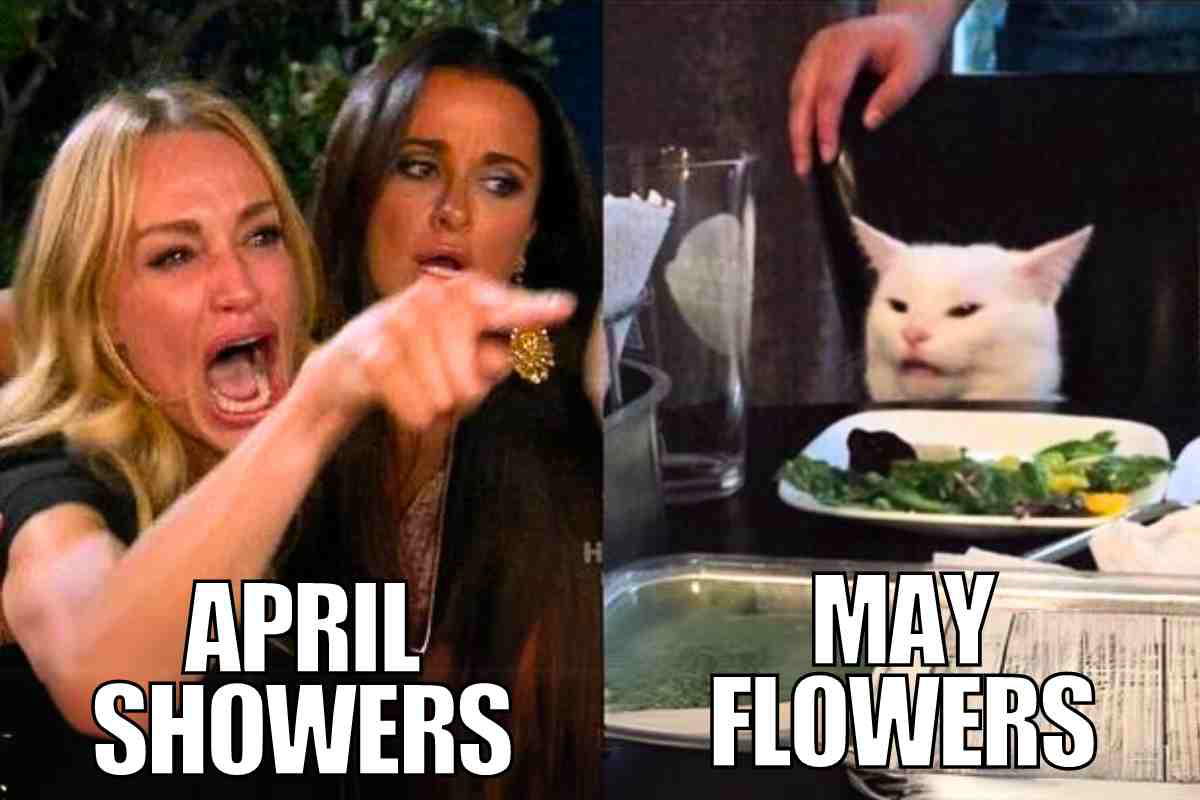 funny april showers may flowers meme Classic meme with a woman angrily pointing labeled 'April Showers' on the left, and a smug white cat labeled 'May Flowers' on the right. Perfect depiction of seasonal tantrums and sass.