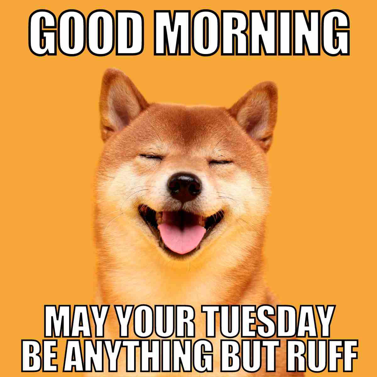 good morning tuesday work meme Cheerful dog meme with text: 'Good Morning, May Your Tuesday Be Anything But Ruff,' spreading positive vibes for a joyful Tuesday.