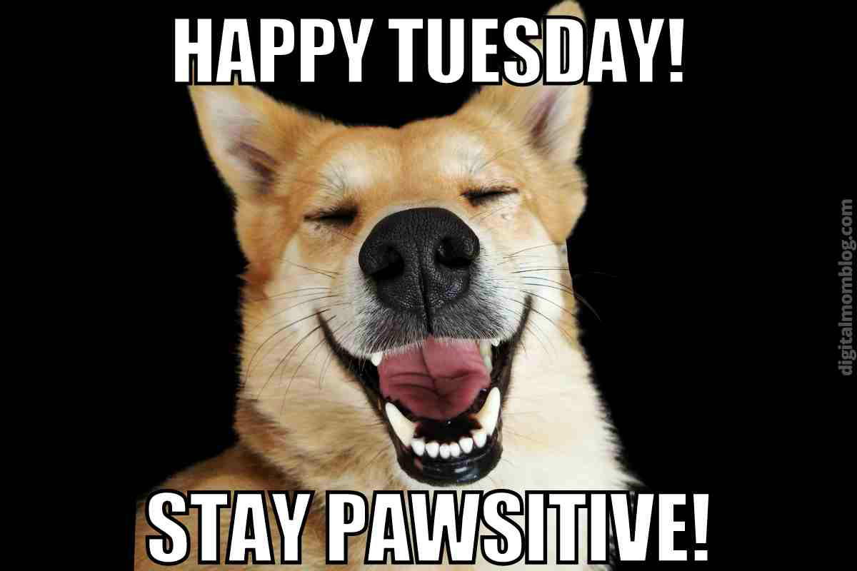 happy tuesday positive meme Meme of a grinning dog with text: 'Happy Tuesday! Stay Pawsitive!' for some cheerful Tuesday humor.