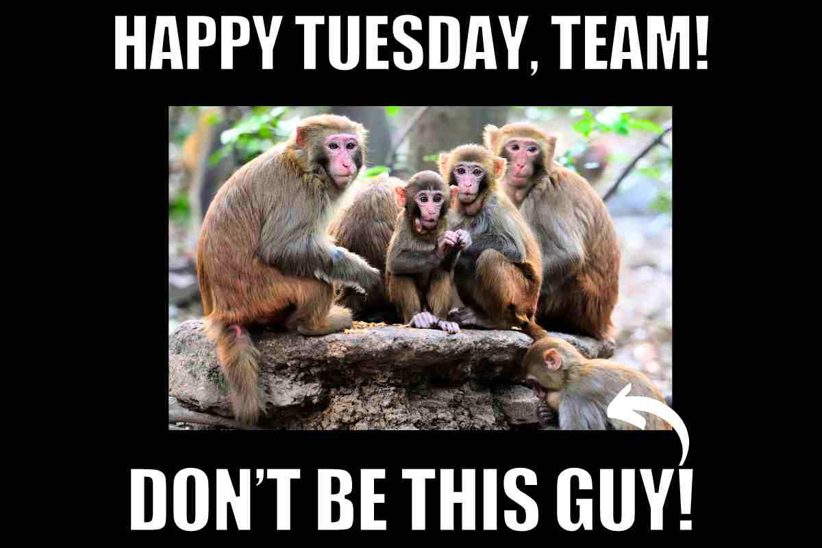 happy tuesday team image happy tuesday team image: group of monkeys saying happy tuesday team