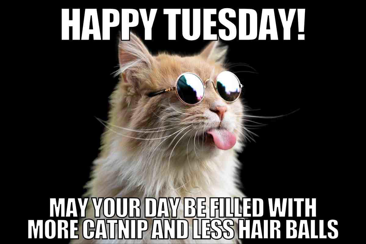 happy tuesday work meme A cool cat wearing sunglasses sticks its tongue out with the caption 'Happy Tuesday! May your day be filled with more catnip and less hairballs.' This humorous meme offers a playful twist on surviving the week.