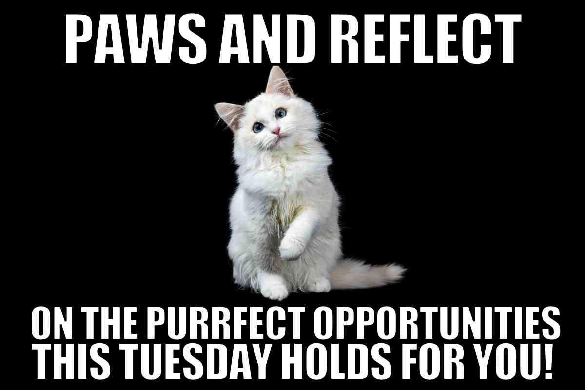 tuesday motivation meme for work Cute white cat looking introspective with the caption 'Paws and reflect on the purrfect opportunities this Tuesday holds for you!' humorous Tuesday meme.