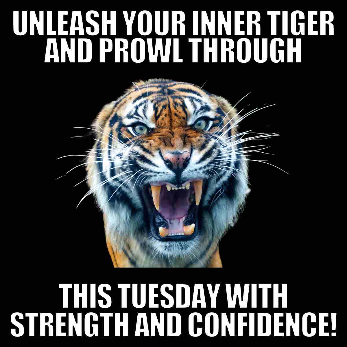 tuesday work meme positive A fierce tiger with jaws wide open is accompanied by text encouraging you to 'Unleash your inner tiger and prowl through this Tuesday with strength and confidence!' – because your Monday hangover needs a follow-up act.