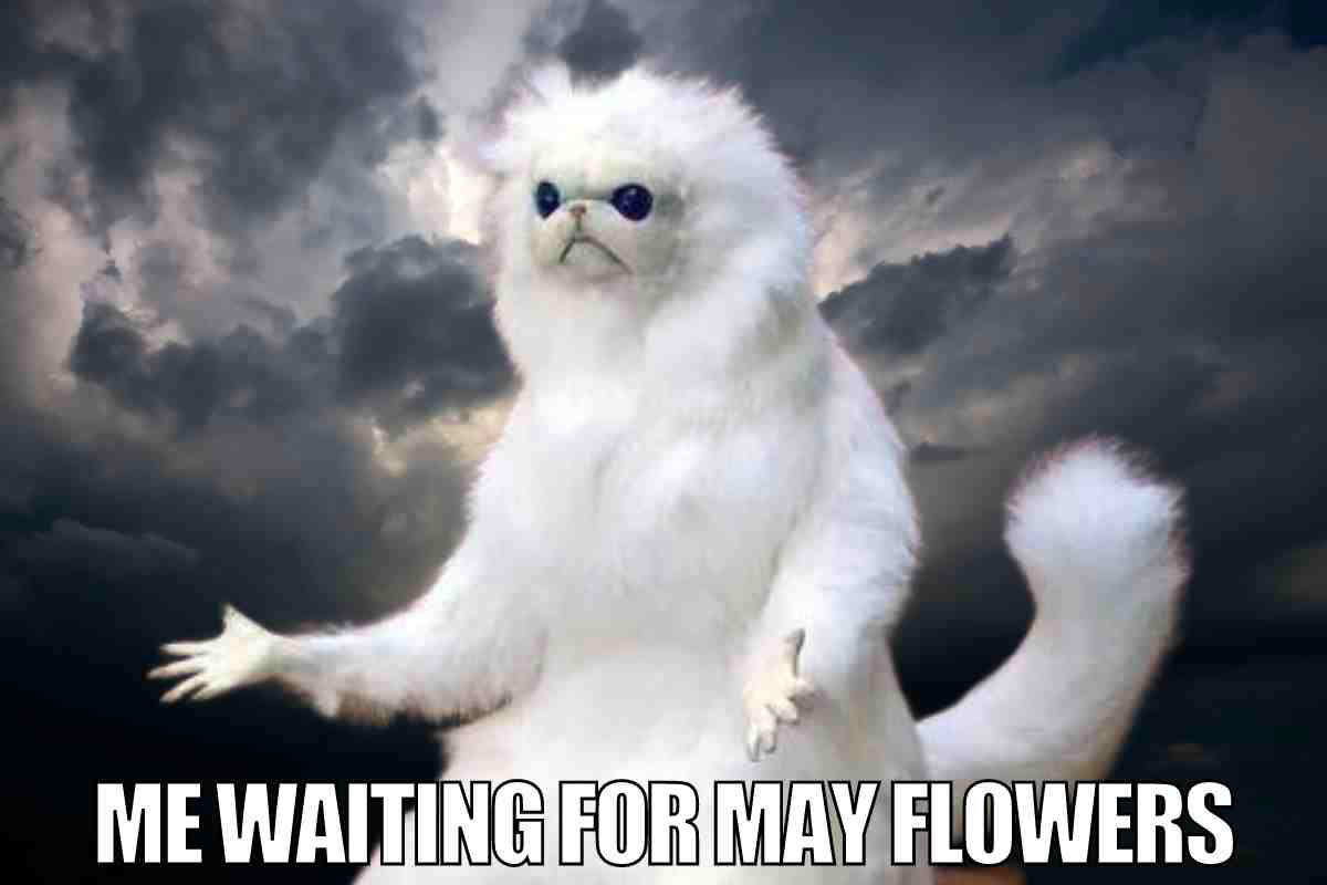 waiting on may flowers meme A humorous meme of a confused white fluffy cat standing under stormy skies with text saying, 'Me waiting for May flowers.'
