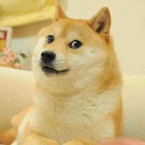 Doge meme you are the Doge meme