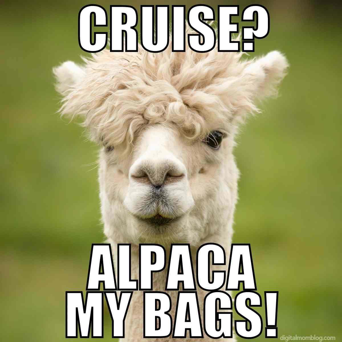 Close-up of an alpaca with text saying "Cruise? Alpaca my bags!" suggesting a pun on "I'll pack my bags" in a july cruise meme