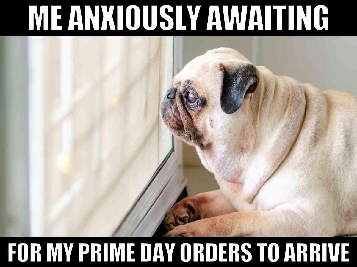 Cute pug staring out the window with a worried expression, captioned "Me anxiously awaiting for my Prime Day orders to arrive" – funny July meme about Amazon Prime Day anticipation.