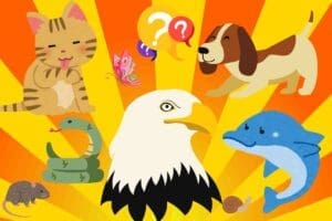 quiz what type of animal photos of eagle, dolphin, dog, cat, snake, rat, butterfly