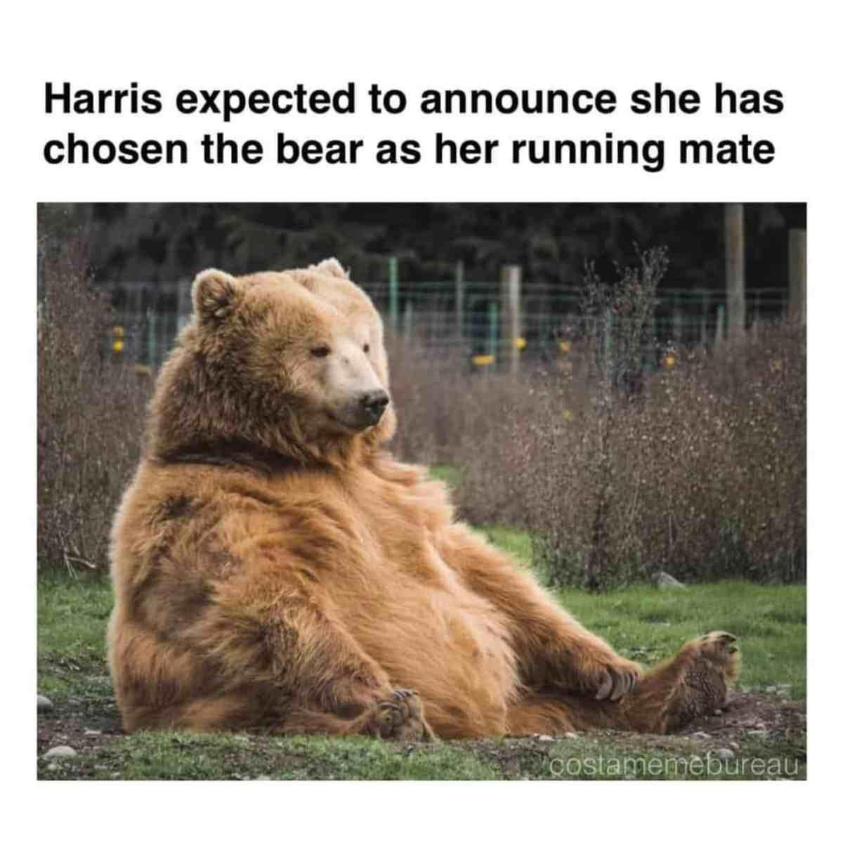 kamala harris vp meme tim walz vs bear