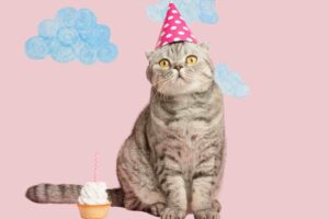 Meme of a grumpy cat wearing a pink polkadot party hat, looking unimpressed with its cupcake's single candle, celebrating a lowkey birthday.