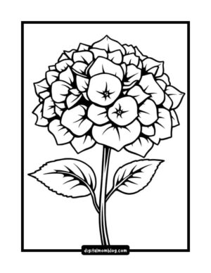 Line art illustration of a hydrangea flower with multiple petals and leaves, set against a plain background.
