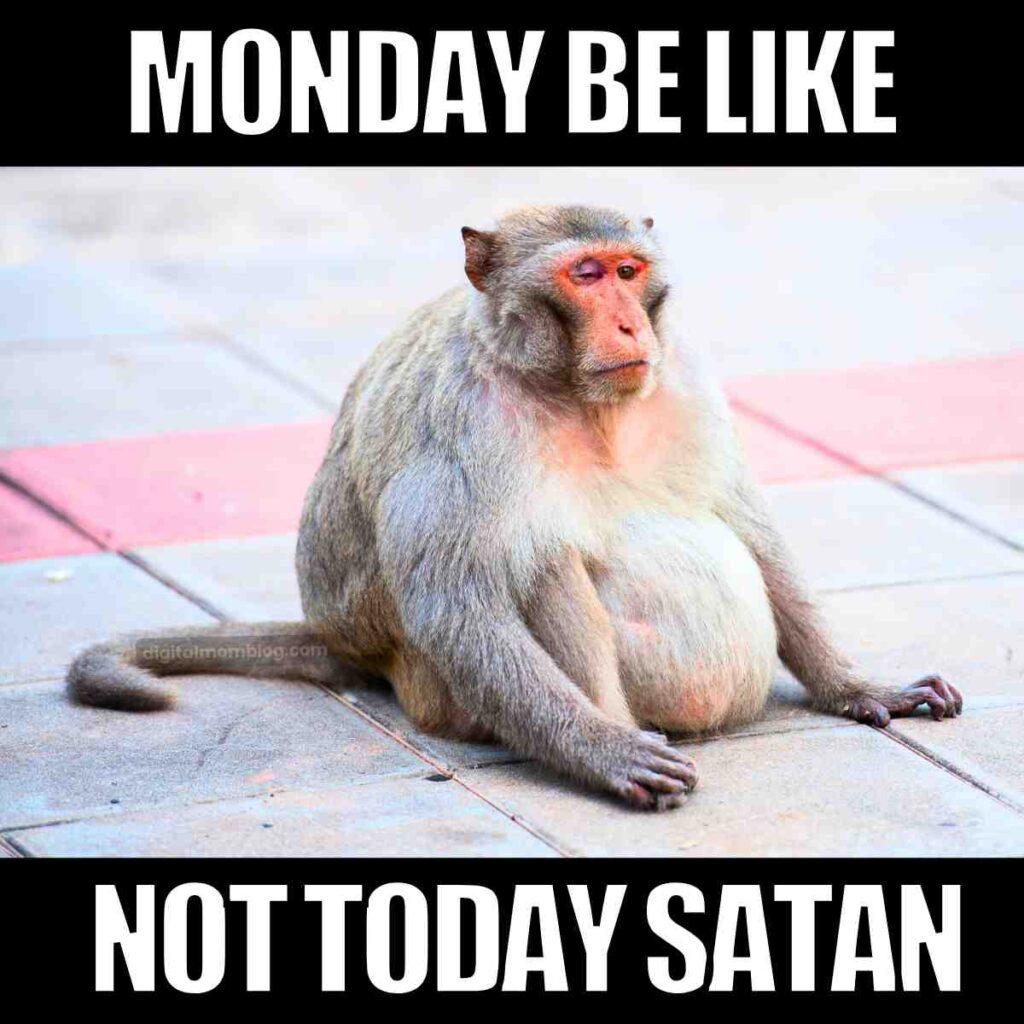 not today satan monday meme A meme featuring a tiredlooking monkey sitting on pavement with the caption "Monday Be Like Not Today Satan."