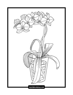 A black and white line drawing of an orchid plant in a pot, featuring multiple blossoms and broad leaves.
