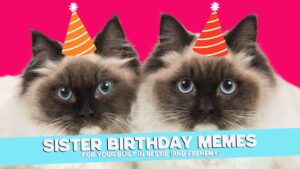 Two Siamese cats wearing orange striped party hats on a bright pink background with the text 'Sister Birthday Memes For Your BuiltIn Bestie (and Frenemy)' at the bottom.