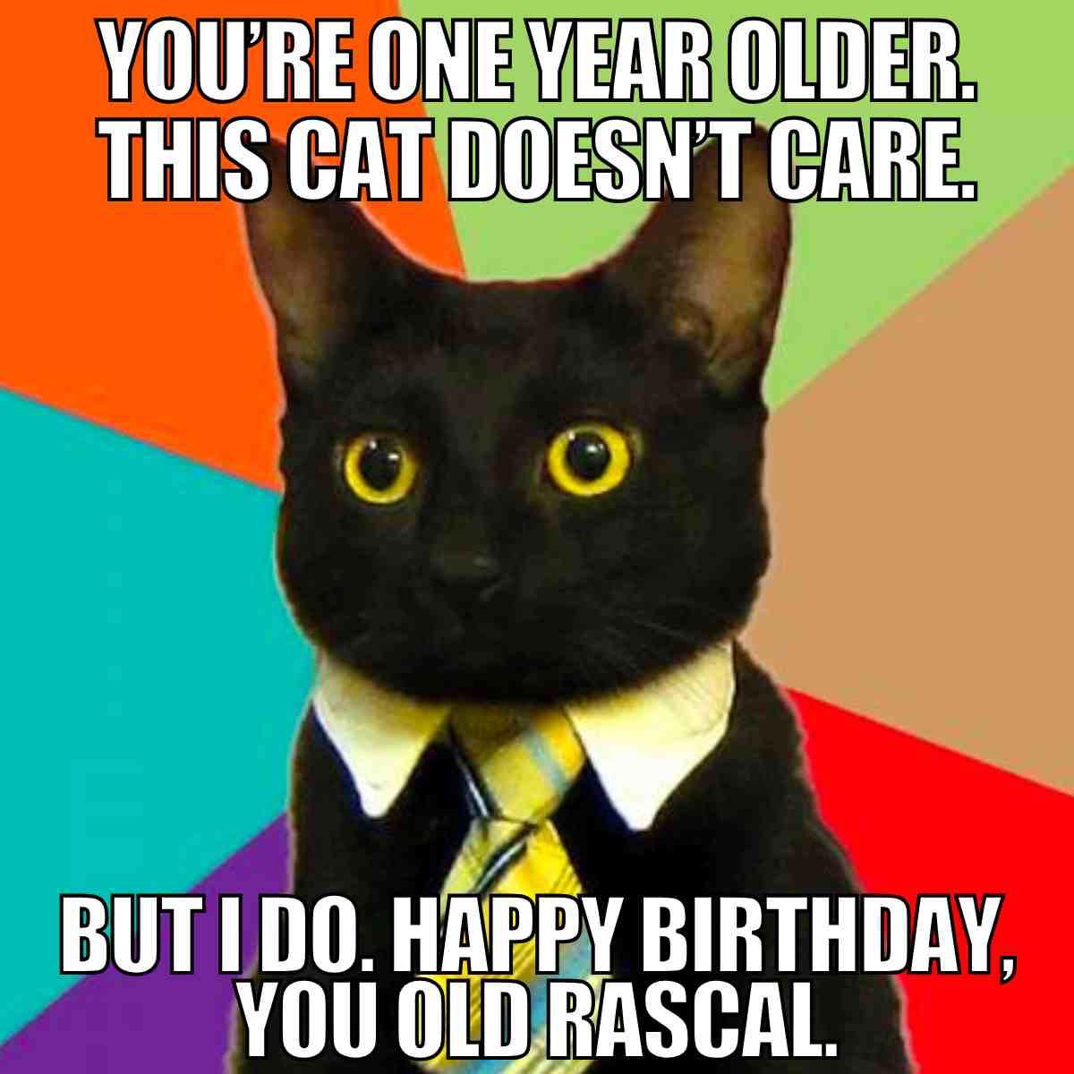 Cat birthday meme for him – You're one year older, this cat doesn’t care but I do, happy birthday you old rascal