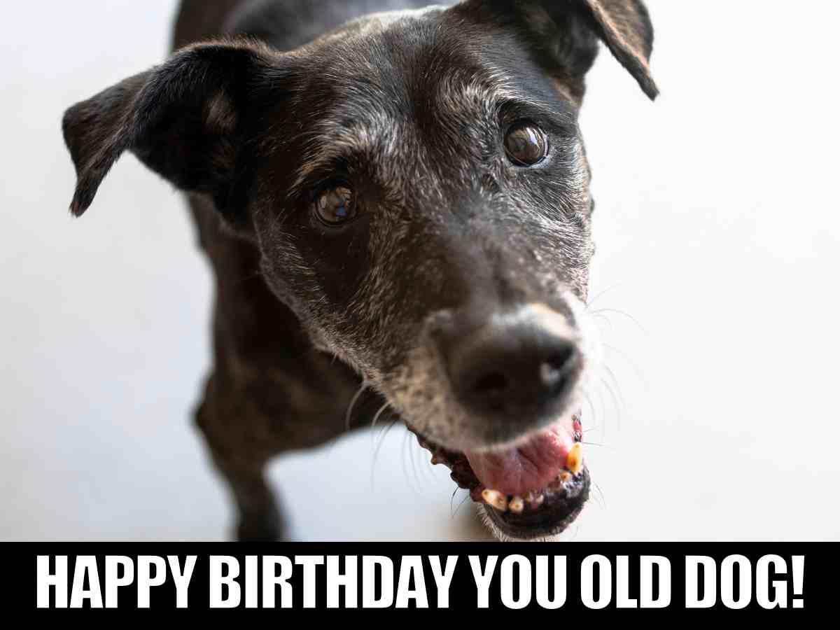 happy birthday meme A close-up of an older black and gray dog in this old dog birthday meme that reads "HAPPY BIRTHDAY YOU OLD DOG!"